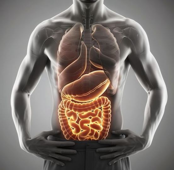 Human Abdomen