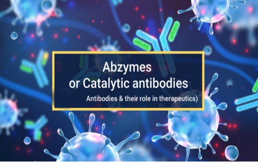Abzyme