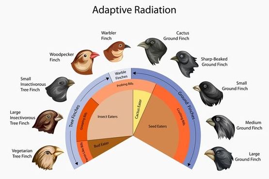 Adaptive Radiation