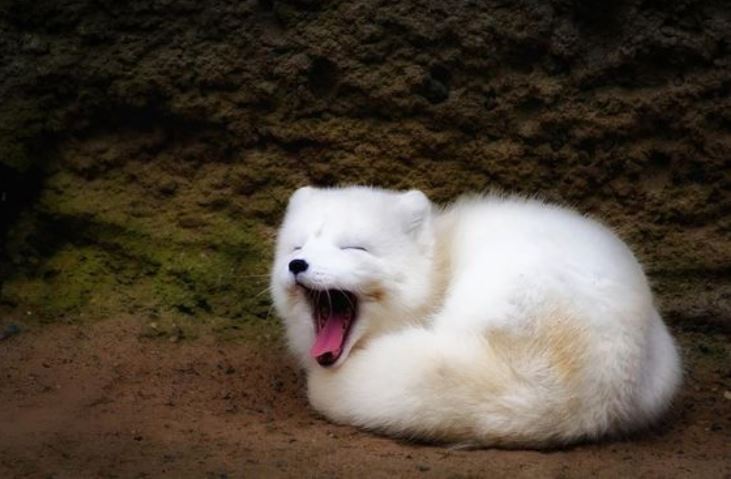 Alopex lagopus