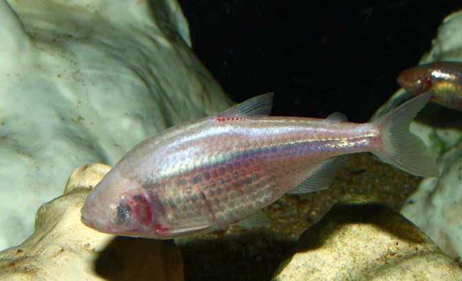 The Mexican tetra, scientifically known as Astyanax mexicanus, is a unique species with two fascinatingly different forms